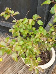 What is this do you think?