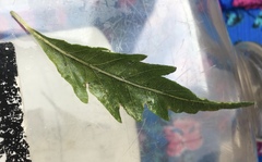 Anyone good with trees? Do you know what tree this is please