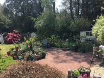 My garden this morning