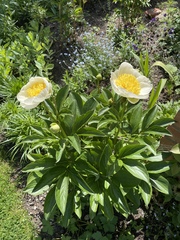 Show us your peonies!