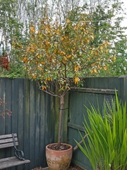 Is this tree pot bound and dying? (Pics inc.)