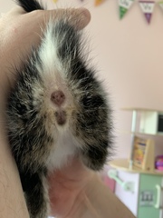 Help sex our kittens please!