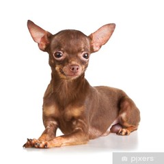 Doberman x chihuahua