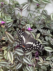 Frugaleers MayBee just MayBee