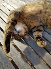 Thug cat part 4.  After all, it's not my Axminster.