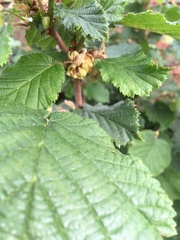 Any help as to what this bush is please