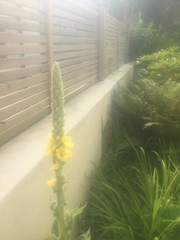 I think this is a yellow delphinium - am I right?