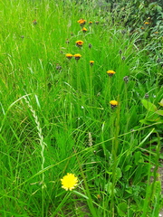 Has anyone actually put real grass IN their garden?