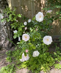 Rose advice