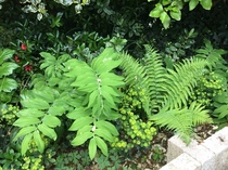 My garden this morning