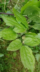 Is this a weed?