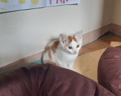 Picking up the kittens tomorrow