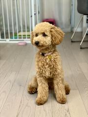 Labradoodle or cockerpoo?