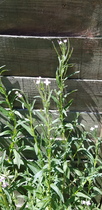 Plant identification please