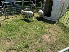 Knit, Crochet and Natter 5 - the roadmap to MORE YARN!