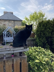 Chez Ollie - All welcome especially Not My Cats. General Cat chat thread