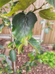 Silver Birch problem identification help