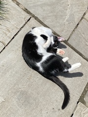 Chez Ollie - All welcome especially Not My Cats. General Cat chat thread