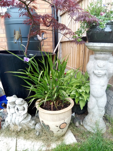 Another mystery plant