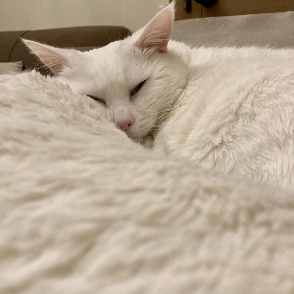 Cat waking me up at 5am