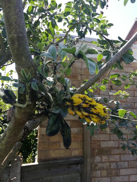 Pineapple broom tree woes