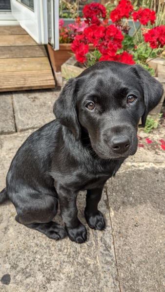 Puppy Survival Thread - June/July