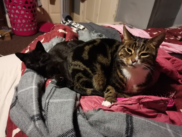 Should I get a second cat?