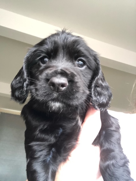 Puppy Survival Thread - June/July