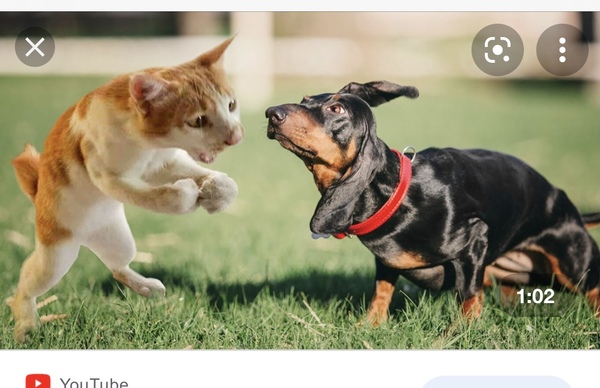 The ongoing saga of cat with 9 lives and bully neighbour