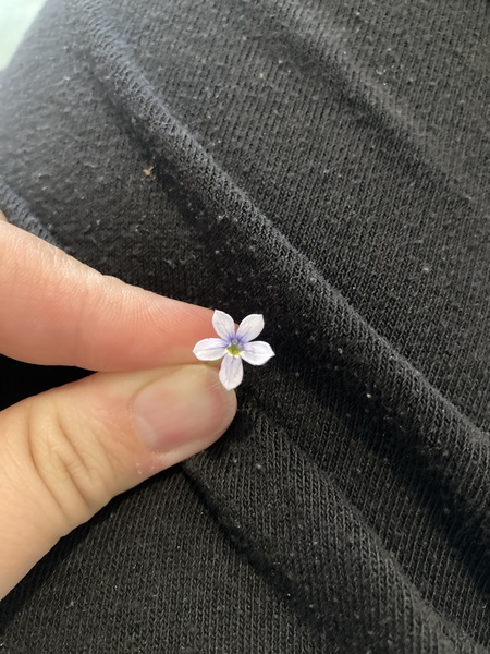 Plant ID please