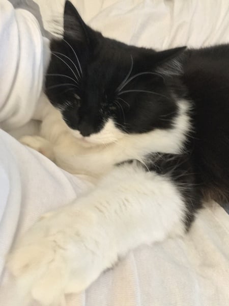 Chez Ollie - The Not My Cats of many colours edition - All welcome