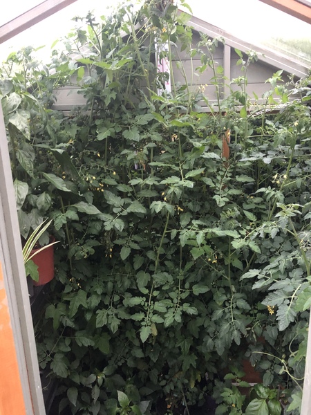 I'm getting a greenhouse, yeeeow! Any advice?