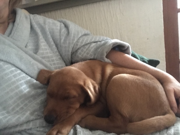 Puppy Survival Thread - June/July