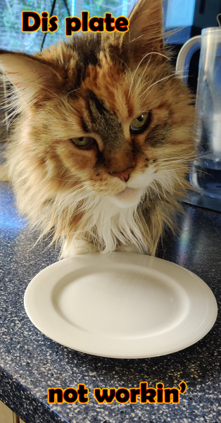 To think my cat is an ungrateful little furry thing