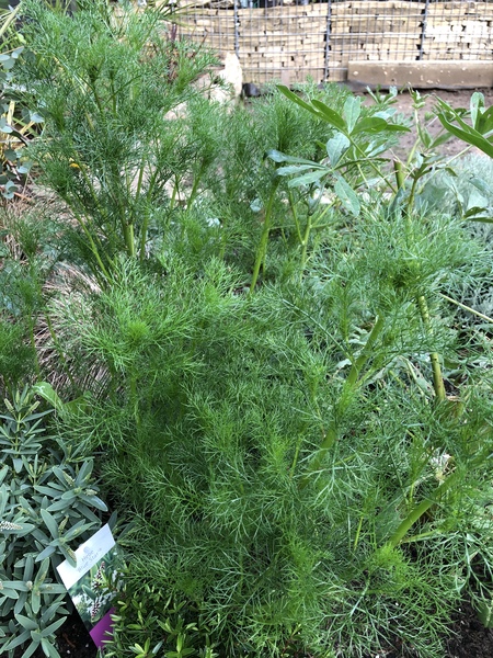 Is this a weed?