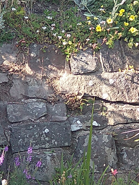 How to kill shrubs growing through a wall?