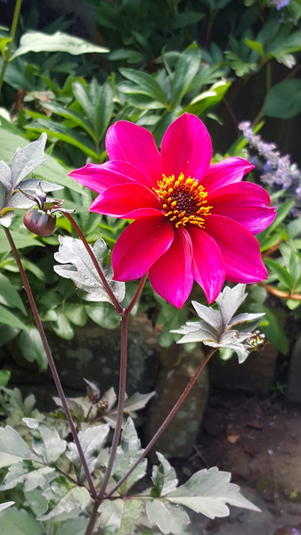 First time growing Dahlias . . .
