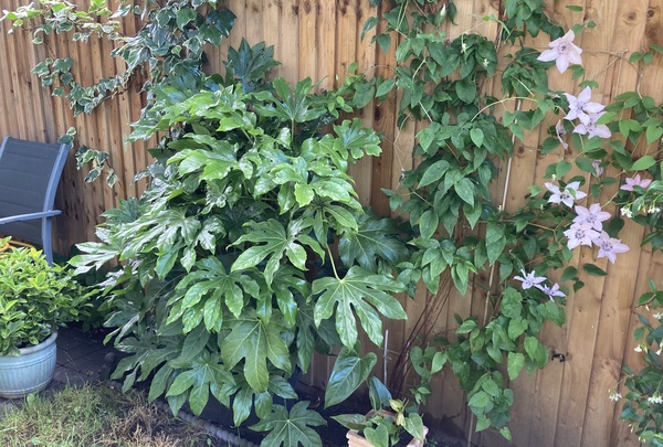 Good plants for a woodland border (novice gardener)