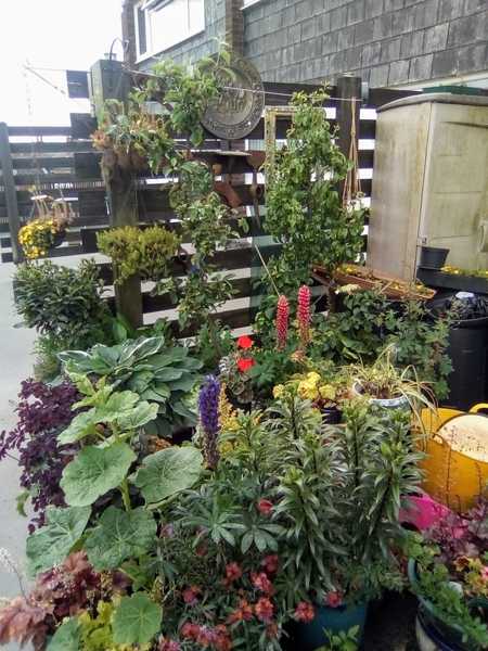 ..to want to turn terrace back alley into a community garden?