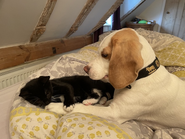 Kittens!