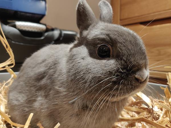 PTS my little grey furball