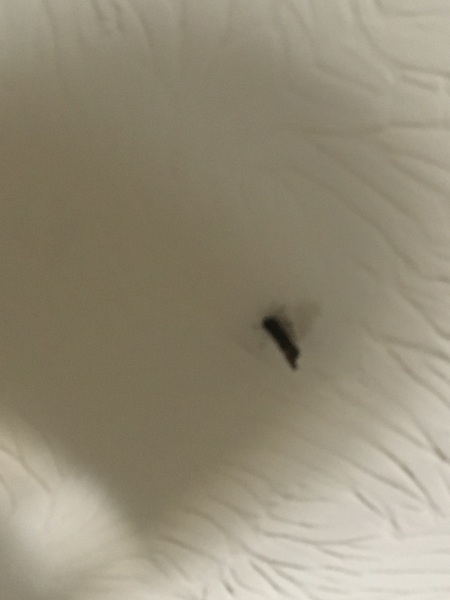 Why does this butterfly keep coming in my room