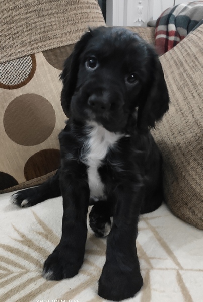 Puppy Survival Thread - June/July