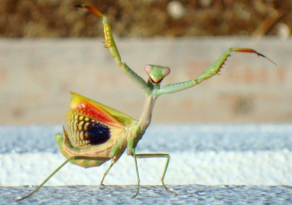 Animals that are...creepy...
