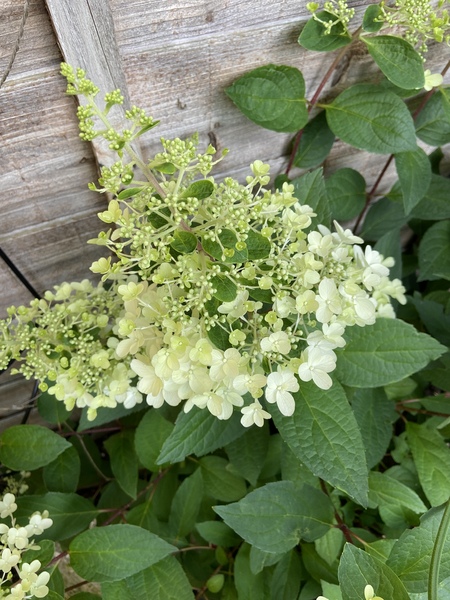 Is this hydrangea Annabelle?