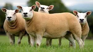 To think people crying ‘Freedom’ today are stupid sheep…