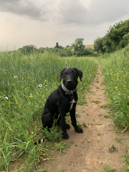 How long until you enjoyed your puppy?