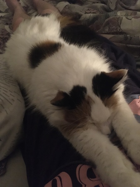 God I love this cat