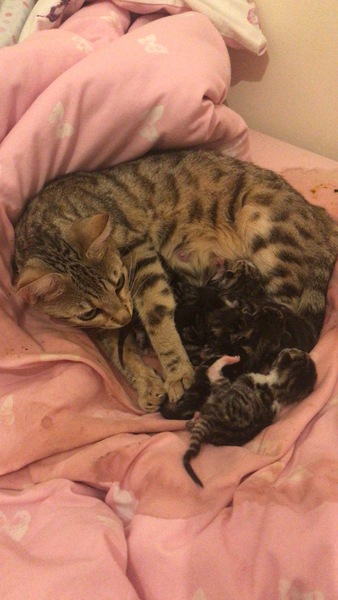 Newborn kittens arrived today!