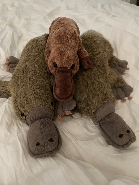AIBU to be heartbroken the cleaner ruined my platypus?